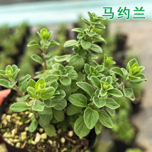 马约兰苗多年生可食用芳香植物