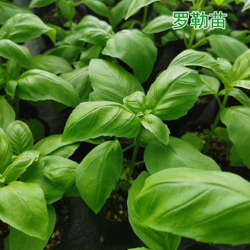 意大利甜罗勒食用九层塔小苗