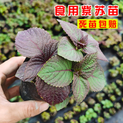 新鲜野生紫苏苗盆栽蔬菜食用苏子叶苗四季阳台种植紫苏种苗营养钵