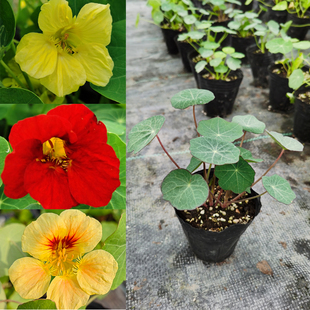 旱金莲苗盆栽 旱金莲花苗旱荷花小苗阳台楼顶花卉带原土部分带花