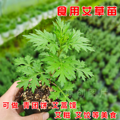 细叶艾草苗盆栽苗可食用做青团