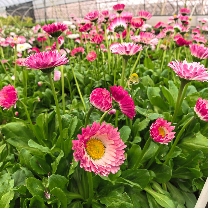 小雏菊盆栽开花机器四季易种阳台室外耐寒花卉菊花小苗球形花
