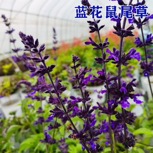 蓝花鼠尾草盆栽阳台小苗香草花卉蓝色花卉盆栽花坛庭院布置