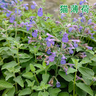 猫薄荷盆栽小苗土荆芥逗猫紫花小荆芥猫咪喜欢的薄荷庭院香草苗