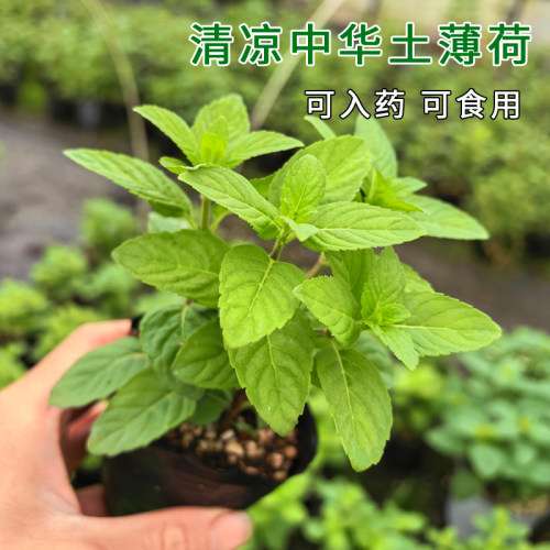 中华清凉土薄荷苗可食用