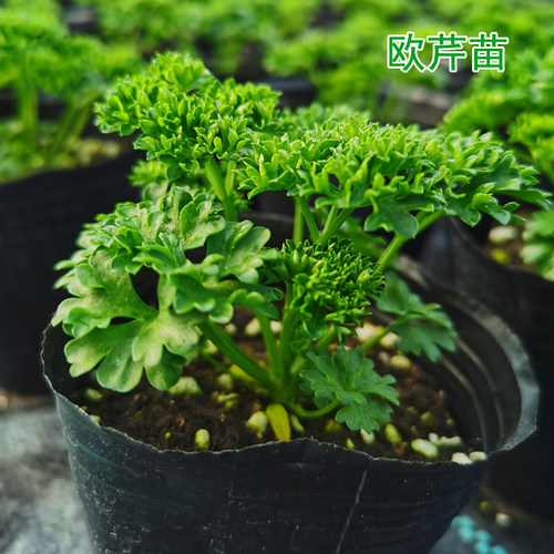 食用邹叶欧芹苗西餐摆盘装饰