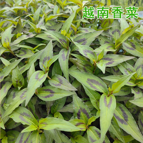 越南香菜香柳菜苗盆栽四季