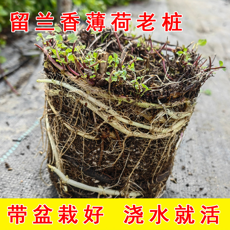 留兰香薄荷盆栽老桩可食用驱蚊绿植带盆栽好苹果薄荷老根阳台种植