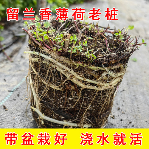 留兰香薄荷盆栽老桩可食用驱蚊绿植带盆栽好苹果薄荷老根阳台种植