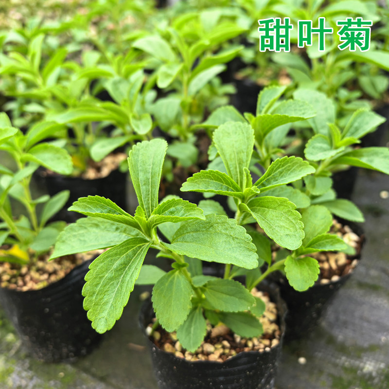 甜叶菊很甜的叶子代替白糖食用图片