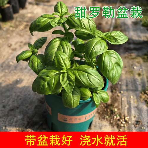 甜罗勒盆栽可食用西餐料理香草