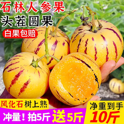 云南树上熟黄肉人参果！