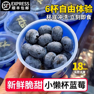 佳沃彩云糖宝枝冠同款 杯装 60g 小懒杯蓝莓鲜果 小蓝杯超能杯装