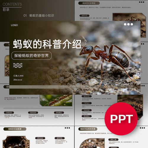 一份15页蚂蚁科普知识介绍讲解PPT昆虫自然科普蚂蚁ppt课件模板