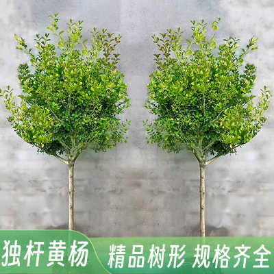 黄杨树苗独杆小叶瓜子盆栽