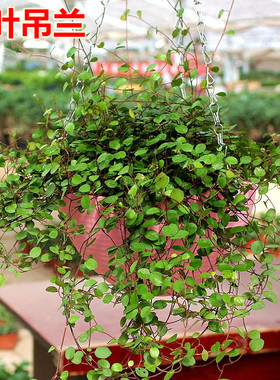 净化空气 室内盆栽植物 千叶吊兰 新房的绿色清新剂 又叫婚纱吊兰