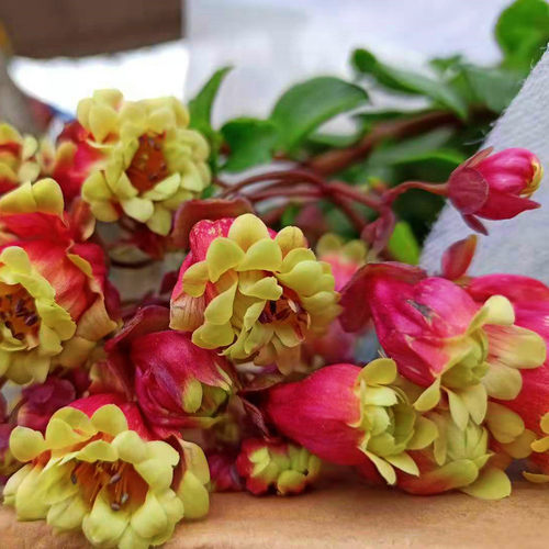 带花苞重瓣大花阳台宫灯长寿花