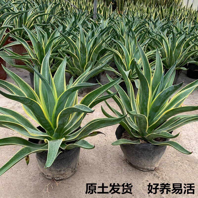 金边龙舌兰盆栽绿植美观好养室内阳台庭院花卉观赏全日照观叶植物