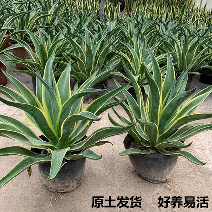 金边龙舌兰盆栽绿植美观好养室内阳台庭院花卉观赏全日照观叶植物