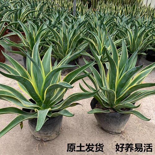 金边龙舌兰盆栽好养全日照观叶