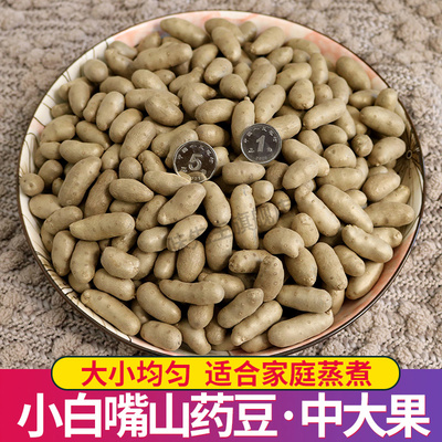 【中大果】2025新鲜正宗小白嘴山药豆特大果糖葫芦山药豆长形