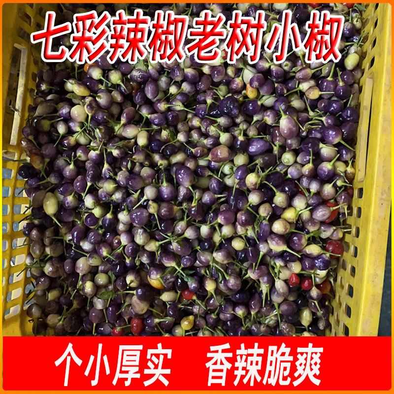广西新鲜七彩辣椒老树小椒五彩椒