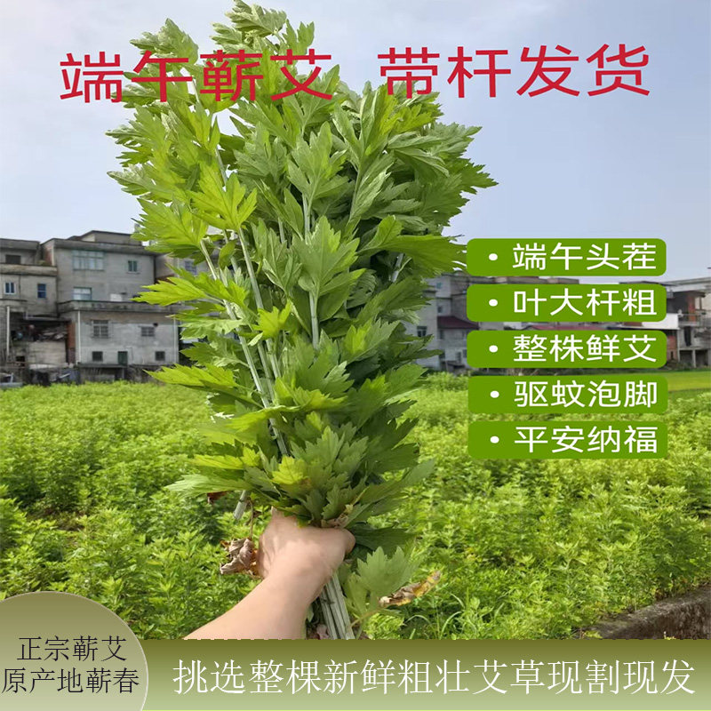 正宗蕲春艾草端午艾挂门艾叶驱蚊泡脚洗澡插门现摘捆装新鲜艾草