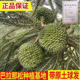 正宗巴拉那松树苗批发云南基地直发1年到5年苗巴西进口树种大松子