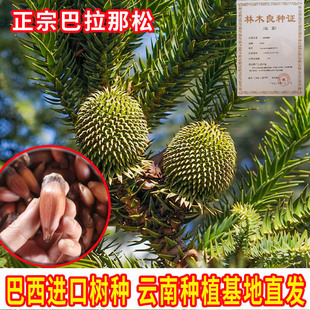 巴拉那松树苗正宗巴西进口树种四季常青大拇指松子树苗云南种植地