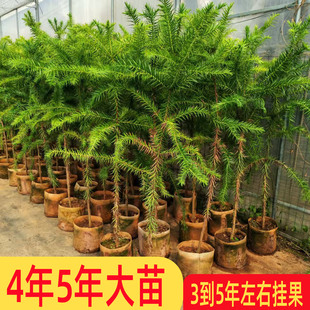 正宗巴拉那松树苗5年苗引进松品种巴拉那松树苗大拇指松子树小苗