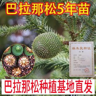 正宗巴拉那松树苗云南基地直发苗木5年苗引进松品种巴拉那松树苗