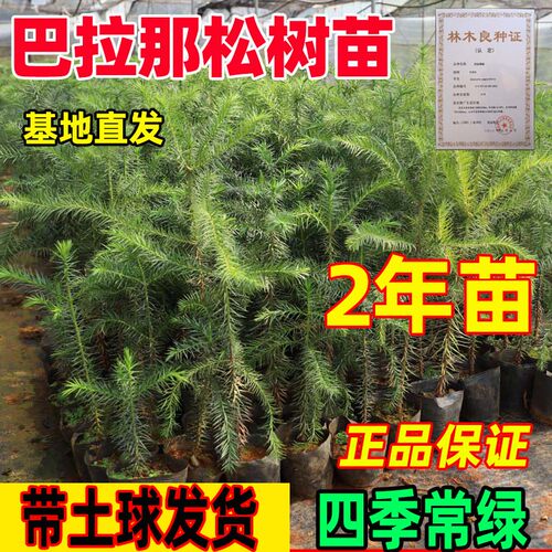 正宗巴拉那松树苗2年苗引松品种