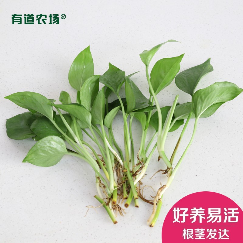 水培绿萝常春藤吊兰铜钱草虎皮兰创意玻璃瓶吸甲醛绿植净化空气 鲜花速递/花卉仿真/绿植园艺 绿植 原图主图