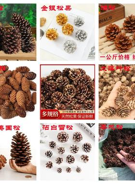 American pine trees Christmas decoration pine cones美国松果