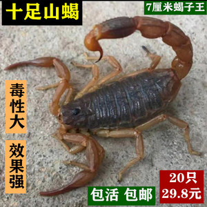 活蝎子泡酒食用宠物蝎子活体入药沂蒙十足全蝎超大山蝎王