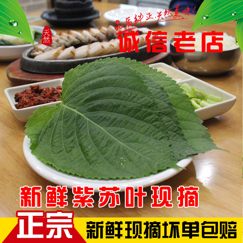 包邮新鲜苏子叶韩国烤肉叶东北包饭叶紫苏叶日本料理嫩叶大叶青菜,水产肉类/新鲜蔬果/熟食,其它,淘宝优惠券,粉丝福利购,淘宝优惠卷