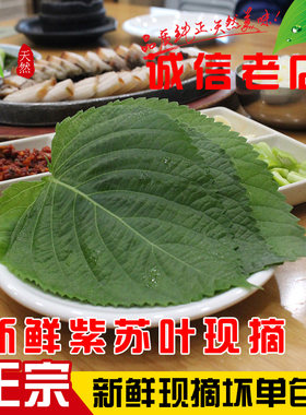 包邮新鲜苏子叶韩国叶日本嫩叶
