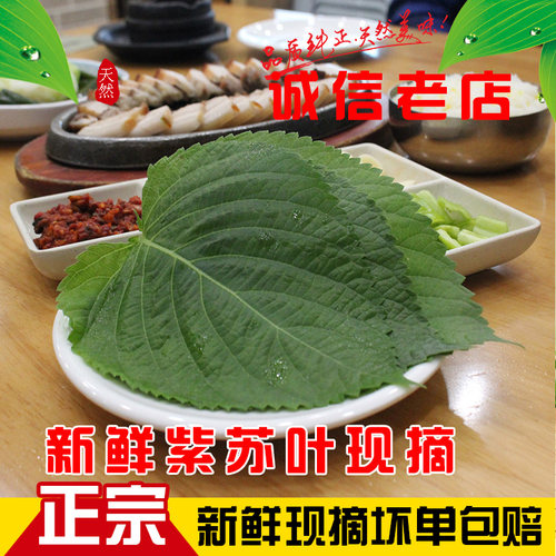 包邮新鲜苏子叶韩国叶日本嫩叶