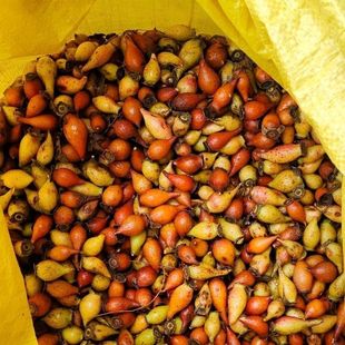 新鲜金樱子野生现摘现发新鲜泡酒料批发金英子果中药材包邮