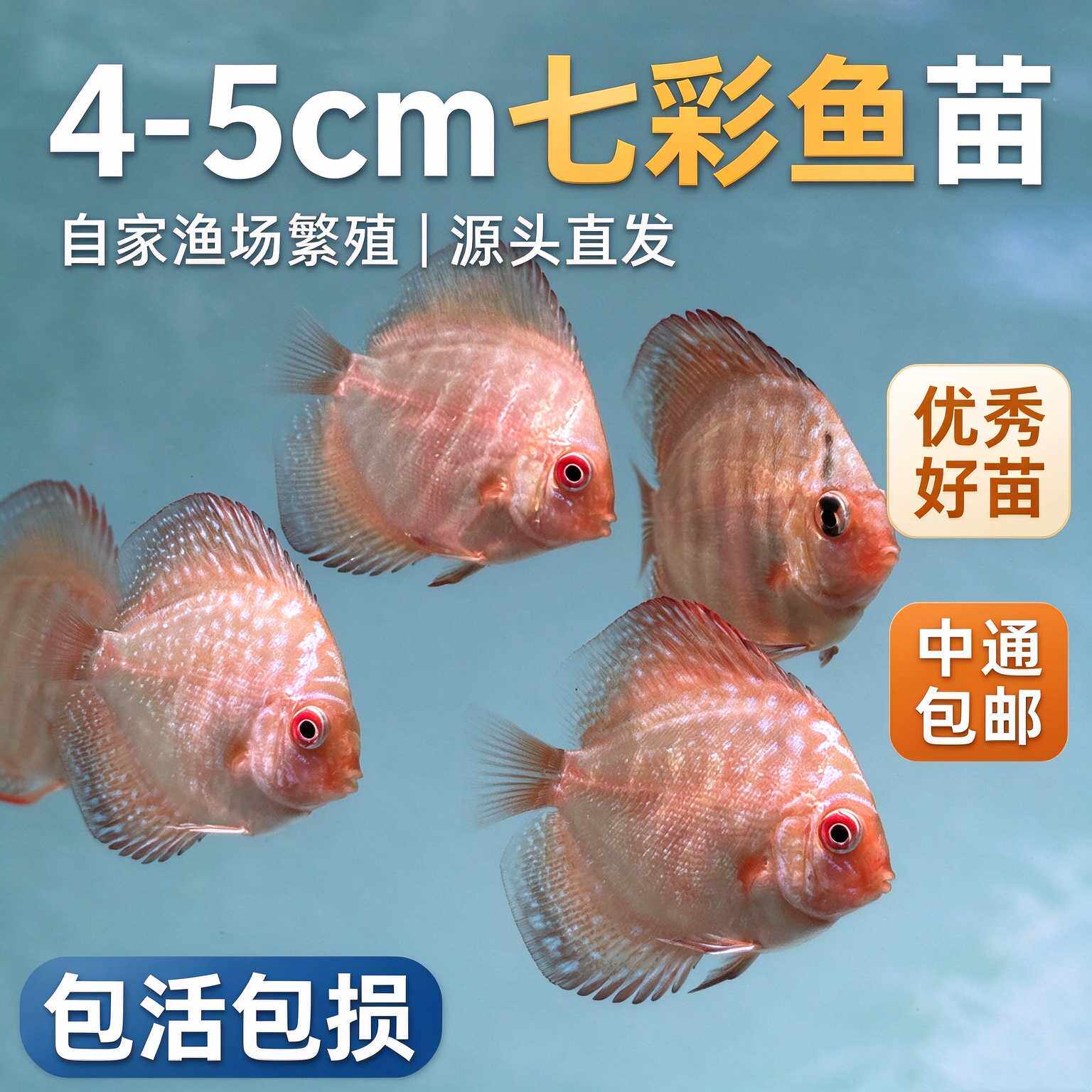 七彩鱼苗淡水活体包活包邮