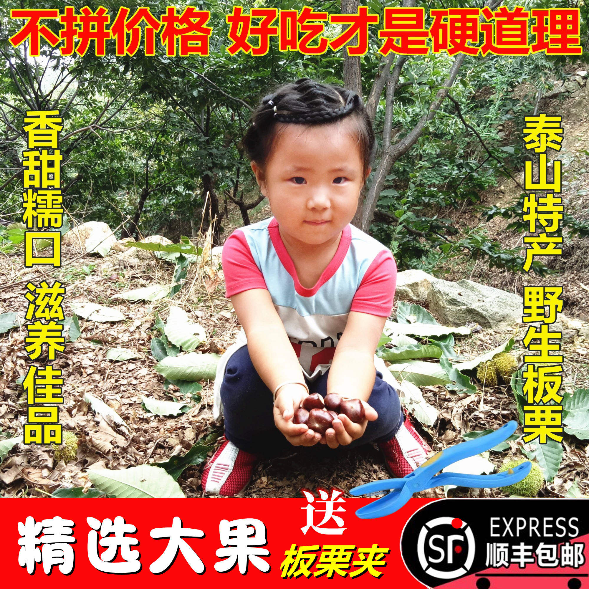 【坏必赔】新鲜油栗泰山 2026年野生鲜板栗生栗子油板栗5斤包邮