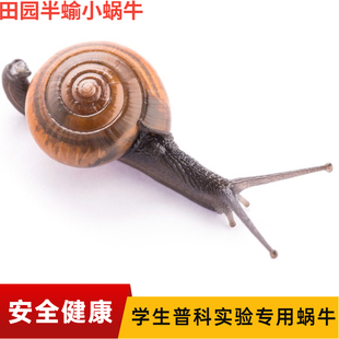 蜗牛活体学生上课普科实验宠物幼儿园观察田园半蝓灰巴大蜗牛活体