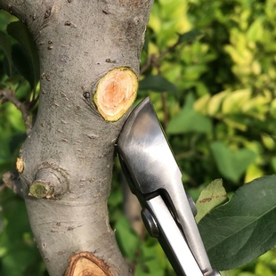 麦斯旺210mm不锈钢斜球剪斜口剪球节剪高端园艺盆景造型制作工具