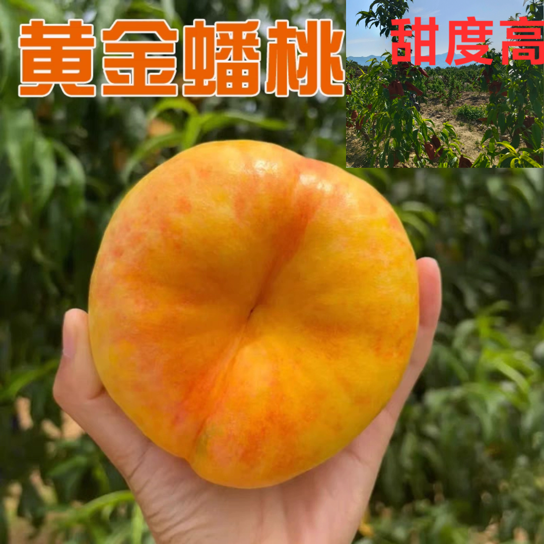 山东蒙阴蜜桃巨蟠黄金油蟠桃露天自然熟孕妇宝宝纯甜脆易软甜
