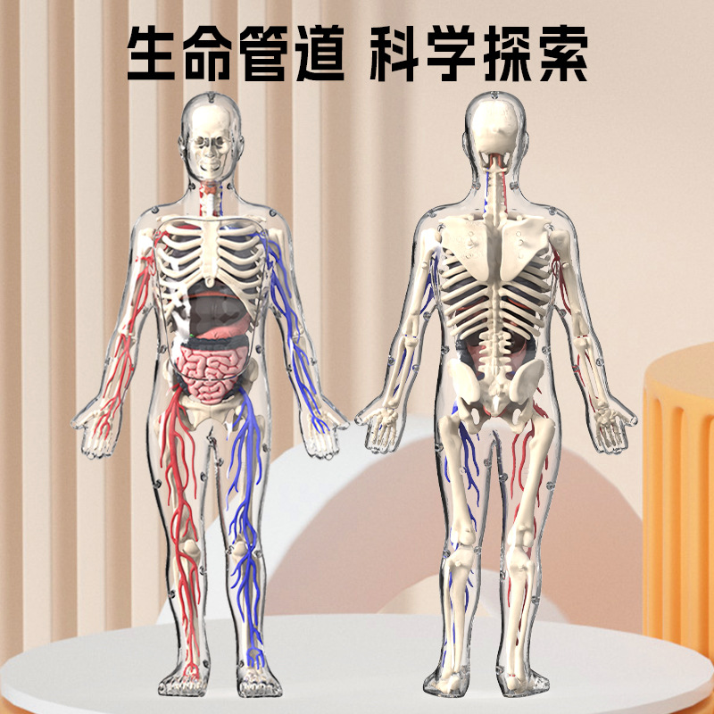 可拆卸拼装人体模型全身骨骼器官结构医学解剖3d骨架仿真