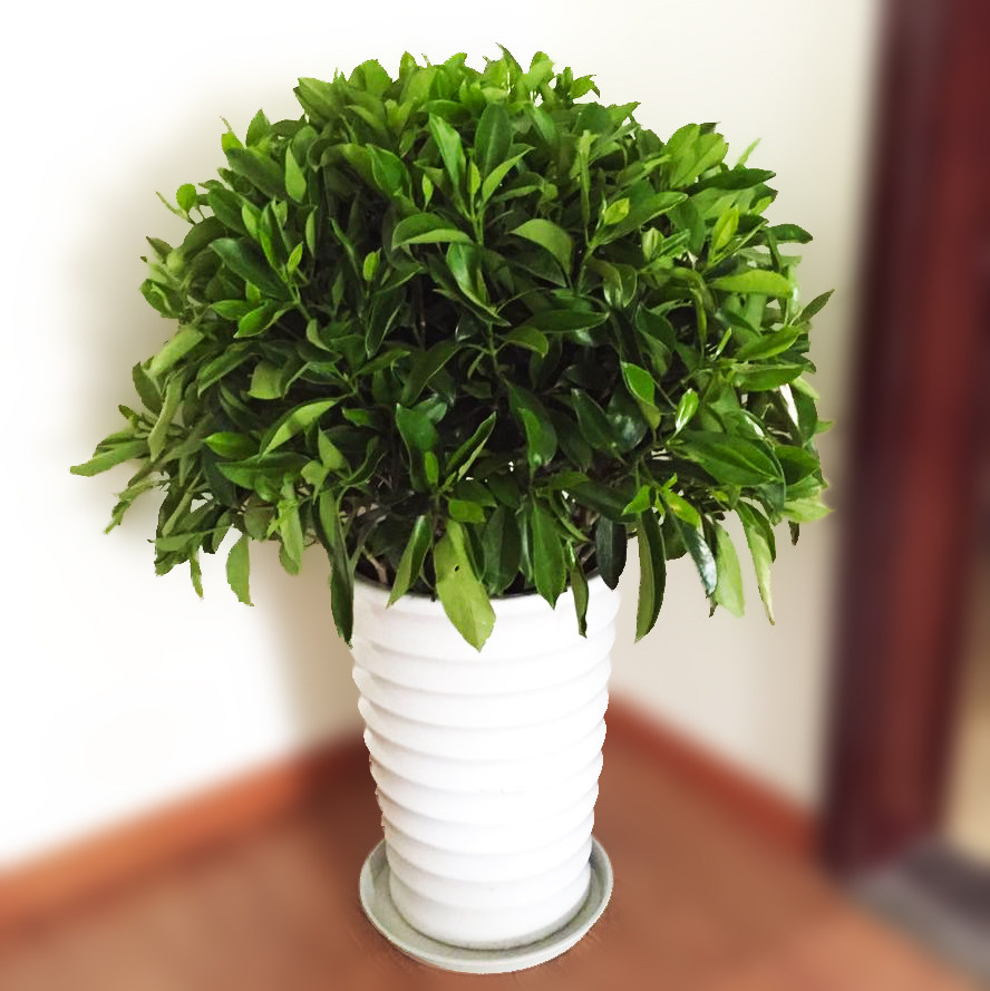 非洲茉莉盆栽室内客厅大型绿植花卉发财树盆栽 观叶植物净化空气