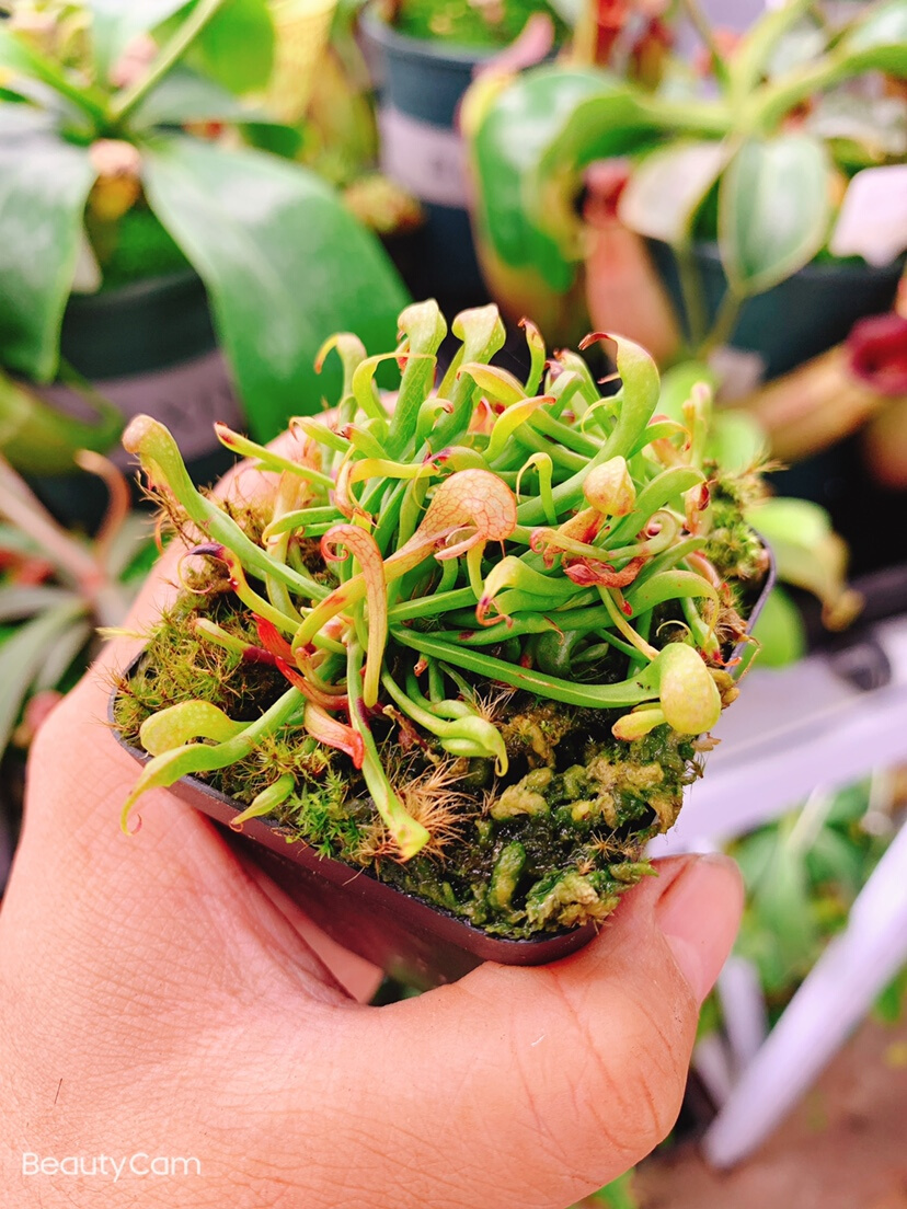 基地直销【眼镜蛇瓶子草】食虫植物驱蚊草趣味绿植盆栽收藏推荐