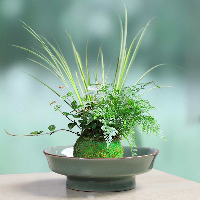 水培哥窑窑变富贵竹巴西木菖蒲球盆景多肉家用桌面客厅水果盘陶瓷,鲜花速递/花卉仿真/绿植园艺,花盆,淘宝优惠券,粉丝福利购,淘宝优惠卷