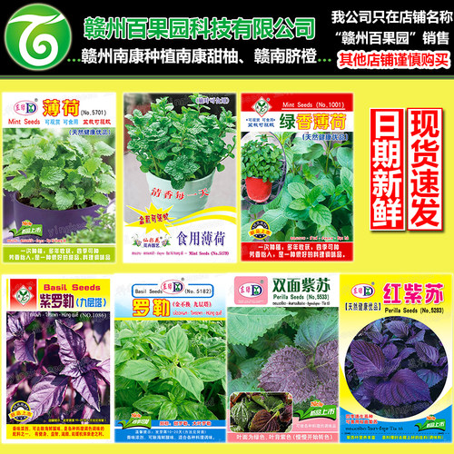 蔬菜种子薄荷罗勒九层塔紫苏种籽