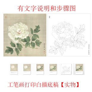 有步骤图工笔画打印高清白描底稿没骨牡丹初学者临摹勾线练习上色